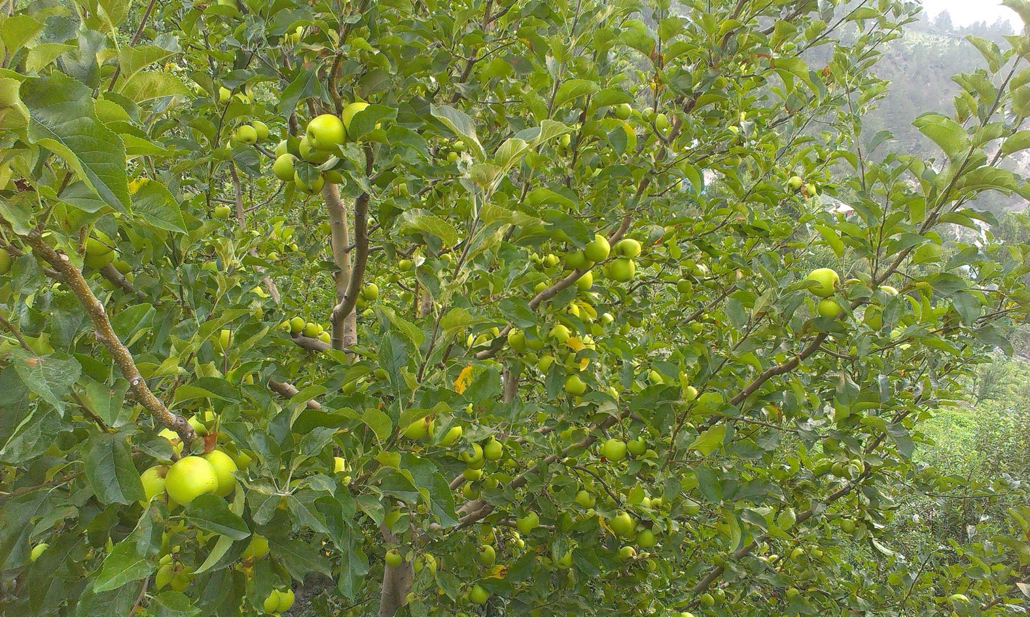 Apple Tree near Giri Camps