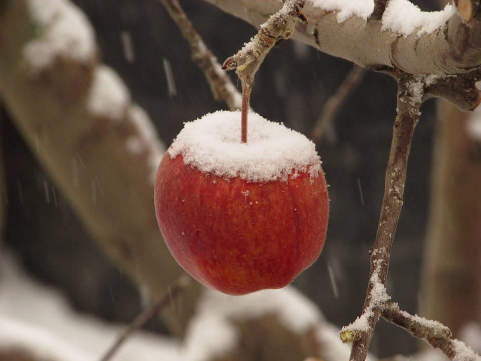 Fresh snowfall on apple near Giri Camps in Kinnaur