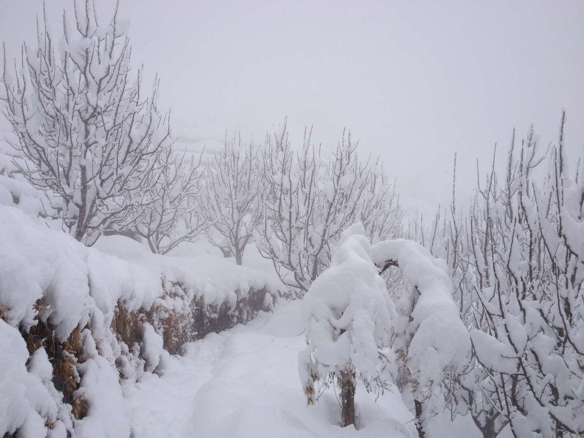 Heavy snowfall near Giri Camps in Kinnaur