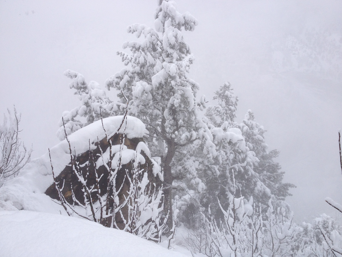 Snow covered trees near Giri Camps in Kinnaur