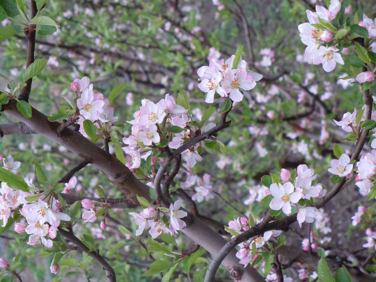 Flowers on apple tree near Giri Camps - Himachal Pradesh