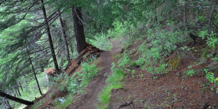 Nature walk at Giri Camps