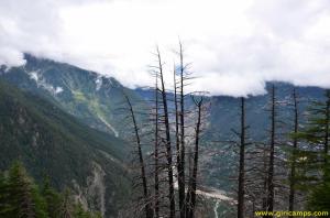 Dry trees on the way to Giri Camps