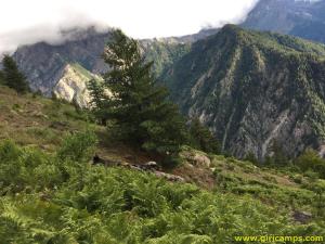 Ferns around Giri Camps