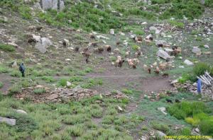 Flock of sheeps near Giri Camps