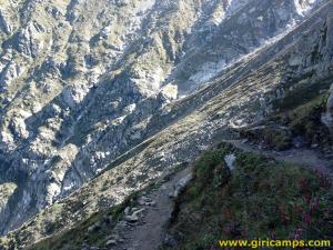 Flowers on the way to Kinner Kailash