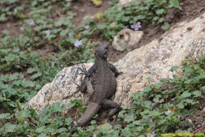 Lizard on the way to Giri Camps