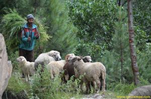 Shepherd ensuring quality grass near Giri Camps