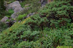 Shrubs on the way to Giri Camps