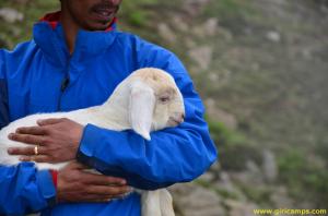 Trekker with lamb at Giri Camps